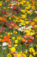 use wild flowers in your landscape design to attract birds 